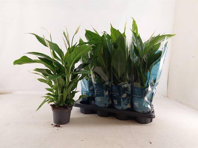 <h4>SPATH STRAUSS</h4>