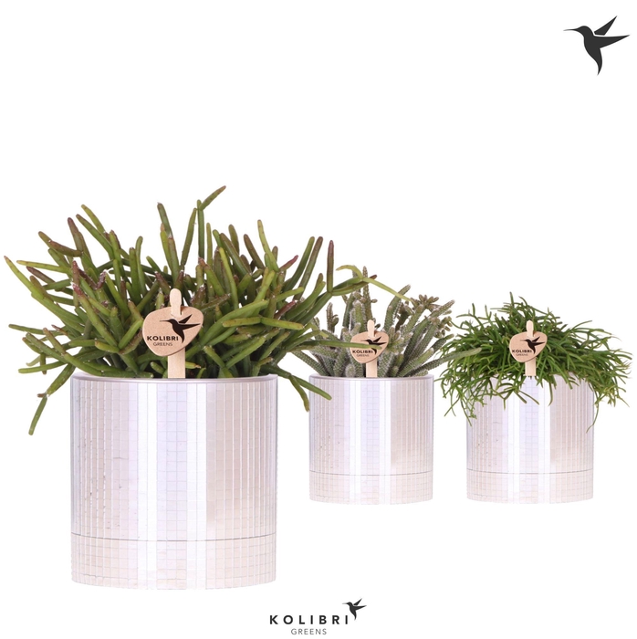 <h4>Kolibri Greens Rhipsalis mix in Disco pot</h4>
