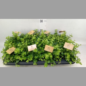 Peperomia rotundifolia