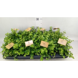 Peperomia rotundifolia