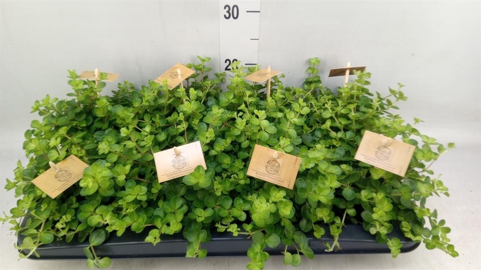 <h4>Peperomia rotundifolia</h4>