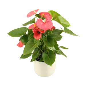 Anthurium XL.31 Arisa Pink 14cm in keramiek