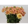 Dahlia Peach Delight
