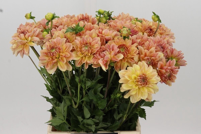 Dahlia Peach Delight