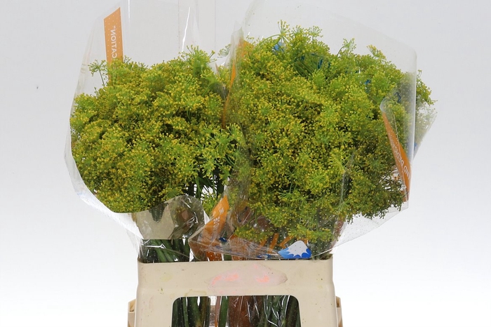 <h4>Anethum Graveolens 60</h4>