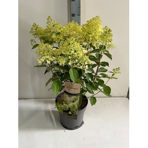 Hydrangea pan.
