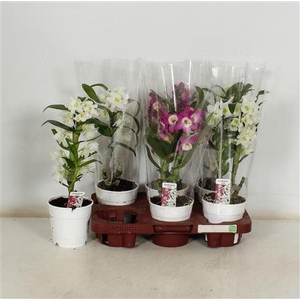 Dendr N Gem 1-2 Branches