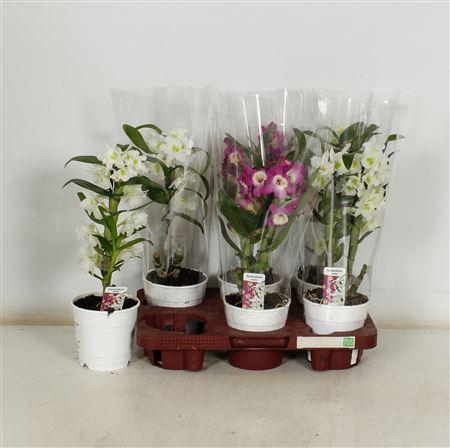 <h4>Dendr N Gem 1-2 Branches</h4>