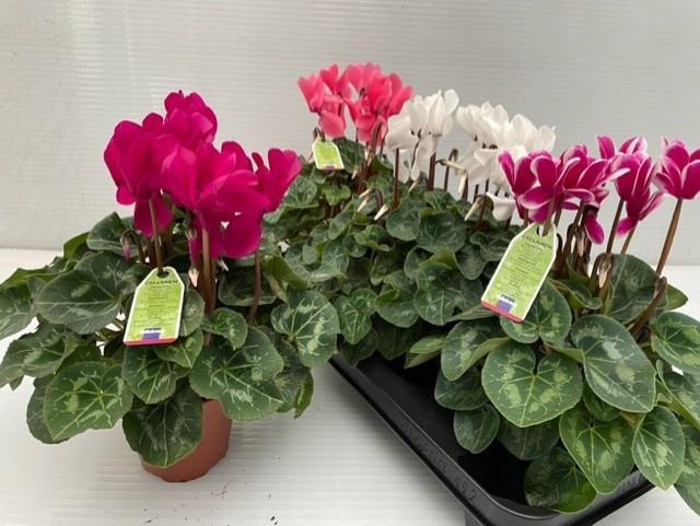 <h4>CYCL MD SUP MACRO</h4>