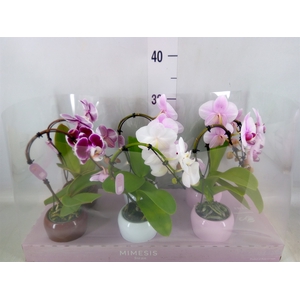 Phalaenopsis   ...