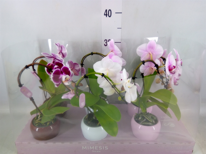 <h4>Phalaenopsis   ...</h4>