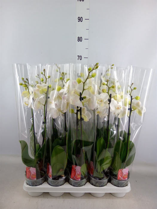 <h4>Phalaenopsis   ...white</h4>