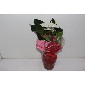 ANTHURIUM SUMI P17