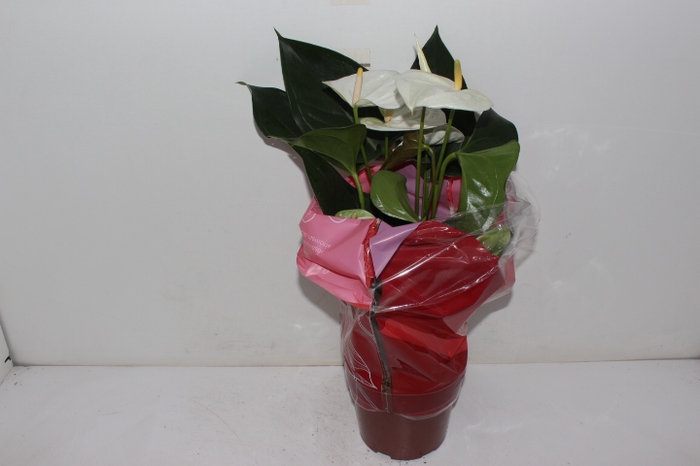 ANTHURIUM SUMI P17