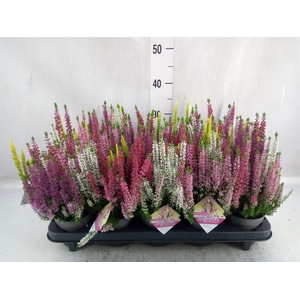 Calluna vulg. 'High Five'   ...mix