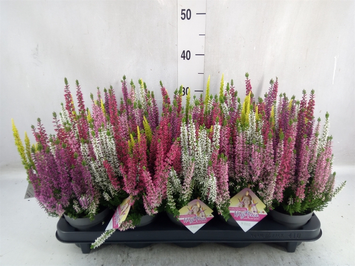 Calluna vulg. 'High Five'   ...mix