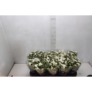 CRISANTEMO MINI P11 BRANCO