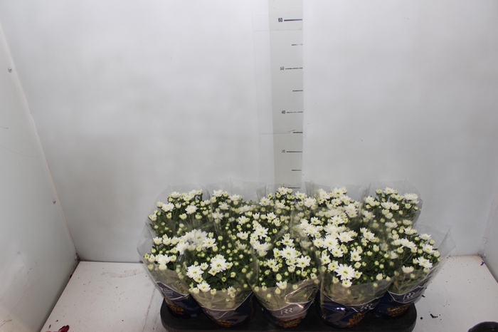 <h4>CRISANTEMO MINI P11 BRANCO</h4>