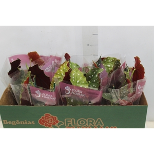 BEGONIA MACULATA P13 PO
