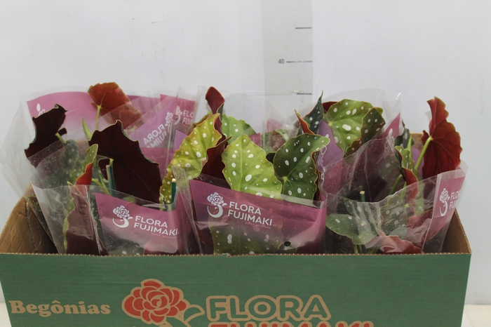 <h4>BEGONIA MACULATA P13 PO</h4>