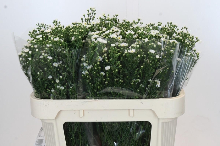 <h4>Aster Paquita</h4>