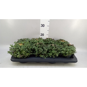 Callisia repens 'Turtle'
