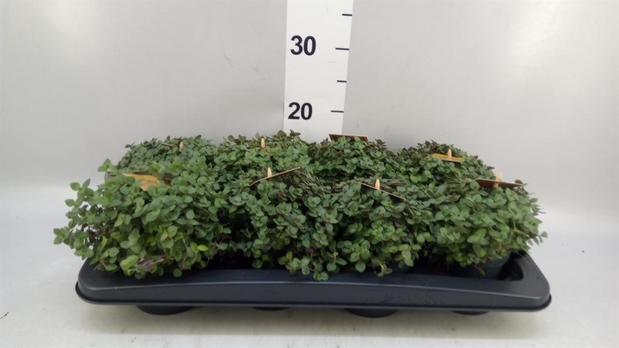 <h4>Callisia repens 'Turtle'</h4>