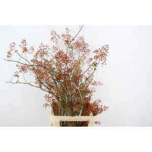 ROSA MAG PEARL 100CM