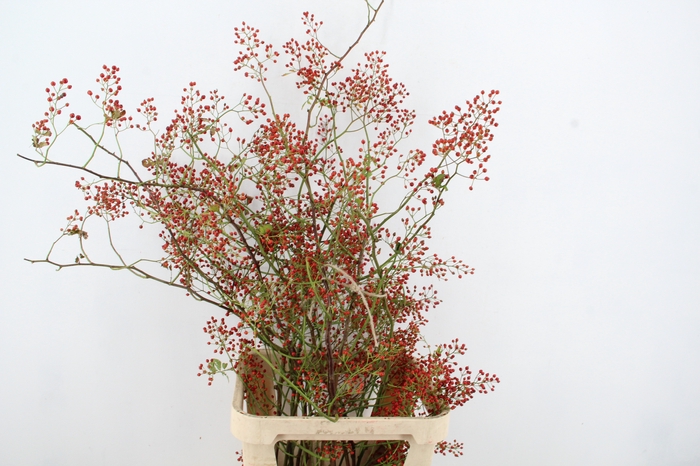 <h4>ROSA MAG PEARL 100CM</h4>