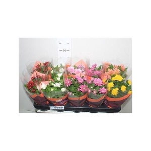 ** Chrys Gevuldbl Gem * Winter Promo *