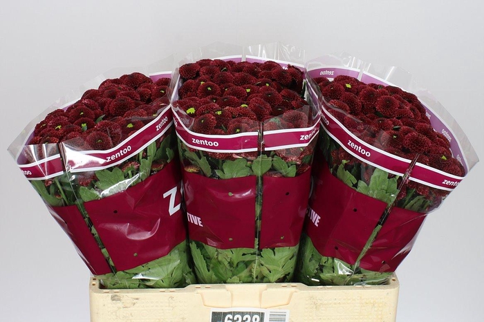 <h4>Sant Purpetta Red</h4>