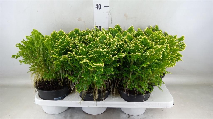 <h4>Selaginella martensii 'Jori'</h4>