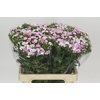 Dianthus Br Amazon Rose Magic