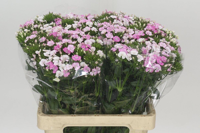 <h4>Dianthus Br Amazon Rose Magic</h4>