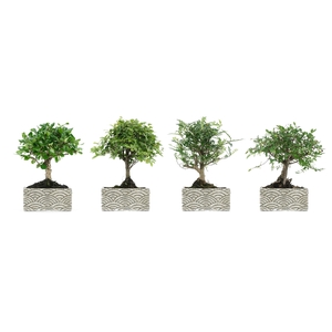 BONSAI GEM