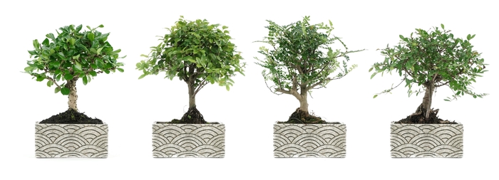 <h4>BONSAI GEM</h4>