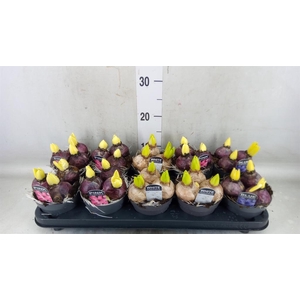 Hyacinthus orie.   ...mix