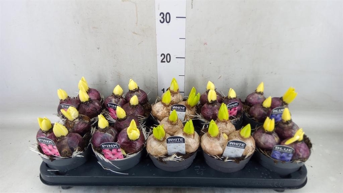 <h4>Hyacinthus orie. ...mix</h4>