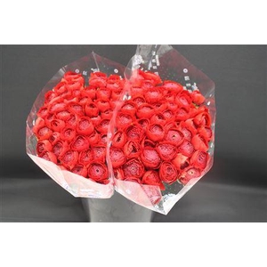 Cloni X Pure Red X100