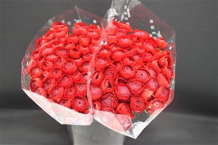 <h4>Cloni X Pure Red X100</h4>