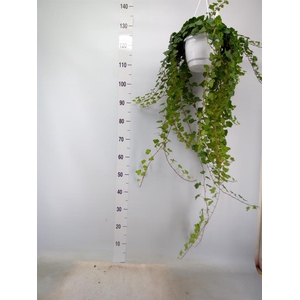 Hedera helix 'Wonder'