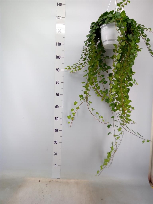 <h4>Hedera helix 'Wonder'</h4>