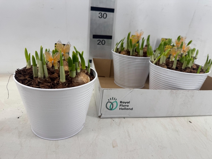 <h4>ARR N TETE A TETE</h4>