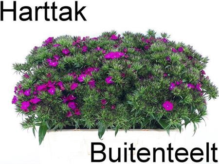 <h4>Di Barb Am Neon Purp</h4>