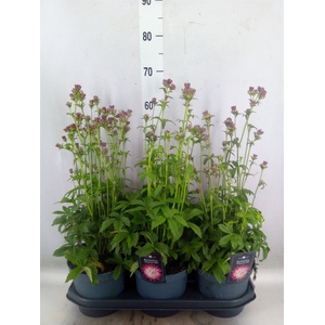 Astrantia major 'Star of Beauty'