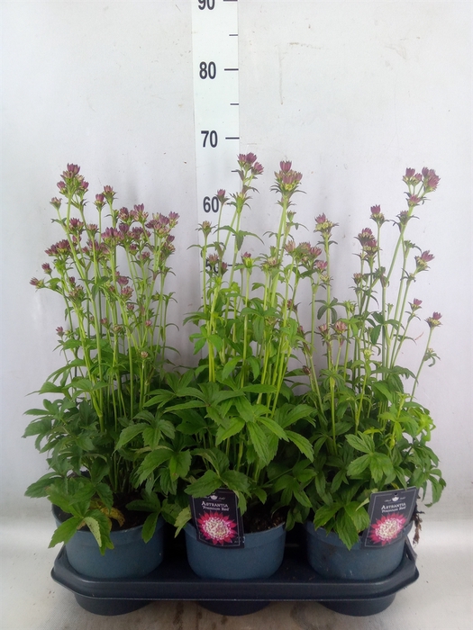 <h4>Astrantia major 'Star of Beauty'</h4>