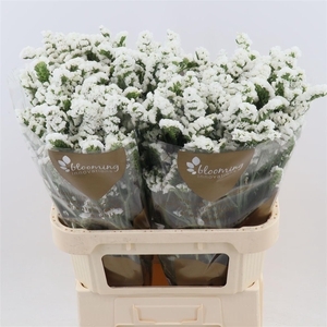 Statice Silvery Sun Birds | Heavy Quality