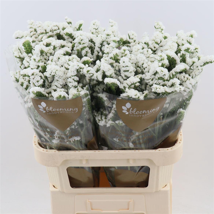 <h4>Statice Silvery Sun Birds | Heavy Quality</h4>