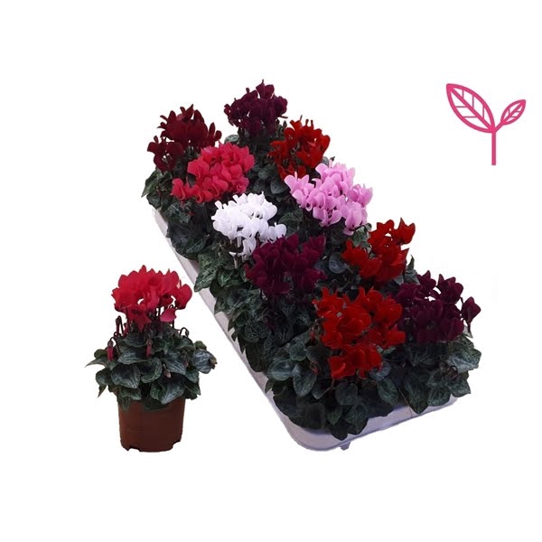 <h4>Cyclamen- Mi 10gts</h4>