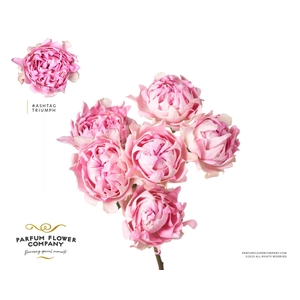 Rosa TR 'Trophy'